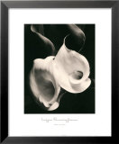 Two Callas Prints by Imogen Cunningham
