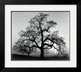 Carvalho, Cidade de Sunset, Califórnia, 1932 Pôsteres por Ansel Adams