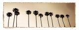 Palmae Palm III Prints by JoSon 