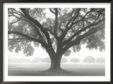 Silhouette Oak Poster by William Guion