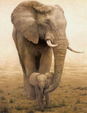Cucciolo di mamma Poster di W. Michael Frye