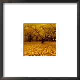 Prunus Prints by Bent Rej
