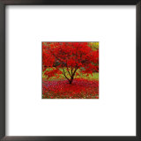 Acer Prints by Bent Rej