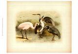 Egret and Heron Prints by Jacob Studer