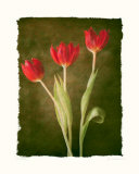 Sonate I Poster par Amy Melious