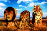 Gatos selvagens Poster