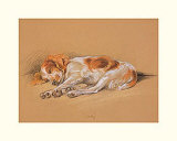 Judy, a Spaniel Puppy Poster by Mac 