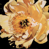 Yellow Peony Prints by Jennifer Harmes