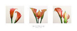 Three Lilies Kunstdrucke von Bill Philip