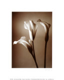 Calla Lily Poster von Bill Philip
