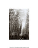 Spain, Gerona Trees Prints by Dickens 