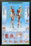 Human Body Posters