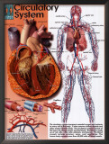 Circulatory System Prints