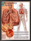 Respiratory System Posters