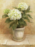 Pot of White Hydrangea Prints by Danhui Nai