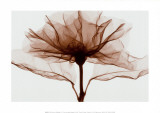 Eine Rose (Übergröße) Poster von Steven N. Meyers