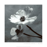 Anemones Posters by Steven N. Meyers Anemones Posters by Steven N. Meyers