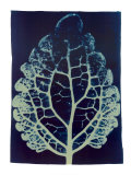 Leaf Study II, 2002 Affiches par Thomas Hager