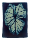Leaf Study I, 2002 Affiches par Thomas Hager