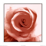 Peach Rose プリント