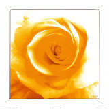 Rose jaune Affiches
