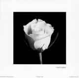 Rosa II Arte Rosa II Arte