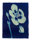 Open Geranium #2, 2002 Póster por Thomas Hager