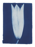 Closed Lily 2/7, c.2002 Posters by Thomas Hager