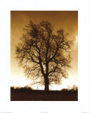 Sepia Trees I Póster Sepia Trees I Póster
