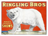 Ringling Brothers: Polar Bear Lámina giclée