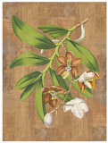Sumatra Orchids I Posters by Emily Sung
