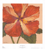 Island Hibiscus I Poster by Judy Shelby