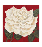 Rosa Blanca I Posters by Judy Shelby