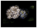 Hydrangea Prints by Rosemarie Stanford