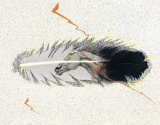 Feather Horse (S/N ed/125) Limited Edition by Husson 