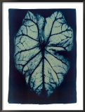 Leaf Study 1, 2002 Prints by Thomas Hager