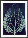 Leaf Study 2, 2002 Print by Thomas Hager