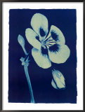 Open Geranium 2, 2002 Posters by Thomas Hager