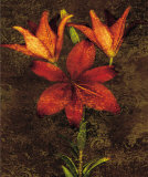 Red Lilies Print by John Seba