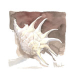 Contemporary Spider Conch Affiches par Paul Brent