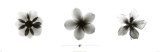 X-Ray Frangipani Triptych Posters by Bert Meyers