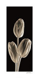 Tulipes Affiches par Michael Harrison