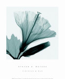 Hibiscus & Bud Pósters por Steven N. Meyers