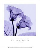 Gloxina Prints by Steven N. Meyers