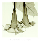 Datura Posters par Steven N. Meyers
