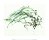 Wind Posters by Steven N. Meyers