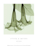 Steven N. Meyers - Datura sm. - Sanat Steven N. Meyers - Datura sm. - Sanat