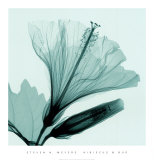 Hibiscus and Bud Poster by Steven N. Meyers