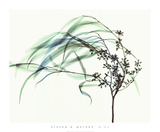 Wind Poster por Steven N. Meyers Wind Poster por Steven N. Meyers