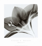 Amaryllis II Affiches par Steven N. Meyers